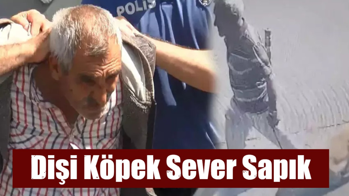  Bakırköy'lü Sapık Dişi Bir Köpeğe Defalarca Tecavüz Etti