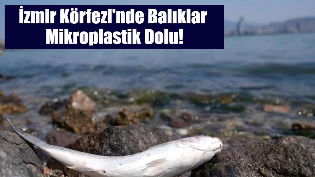 İzmir Körfezi'nde Balıklar  Mikroplastik Dolu!