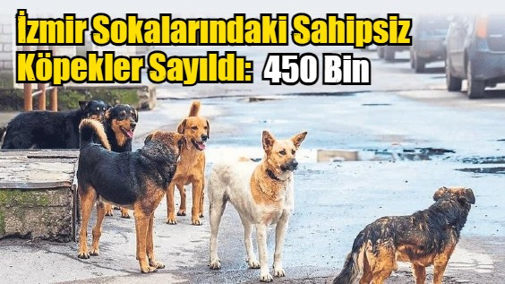 İzmir Sokalarındaki Sahipsiz Köpekler Sayıldı 450 Bini Seçti