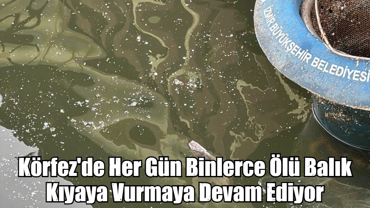 Körfez'de Her Gün Binlerce Ölü Balık Kıyaya Vurmaya Devam Ediyor