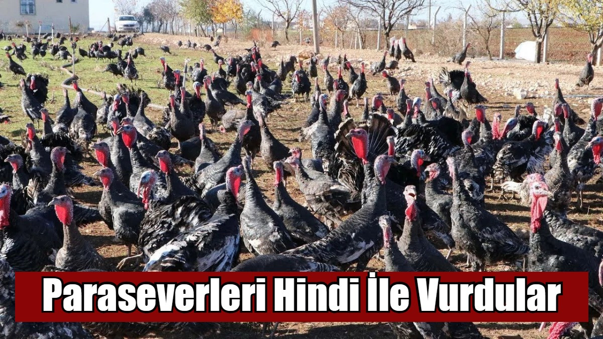 Paraseverleri Hindi İle 50 Milyon Vurdular