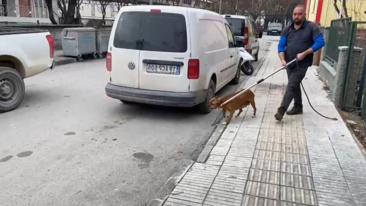  'Pitbull' Sahibinin Kafasını Parçaladı